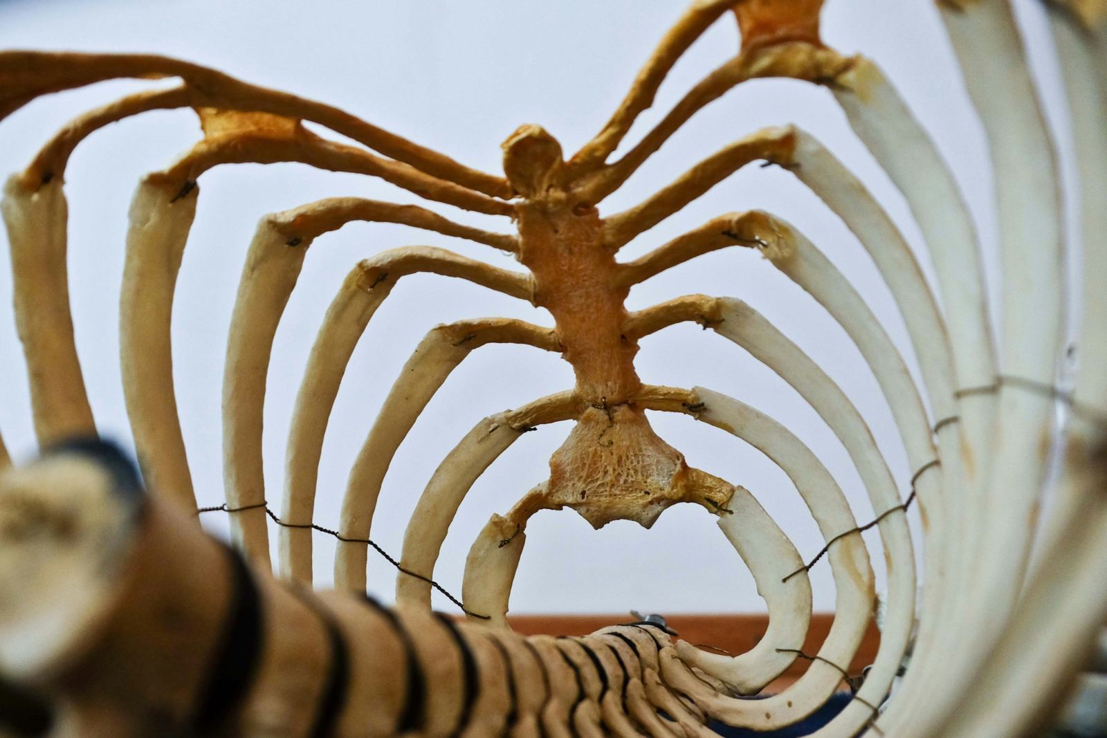 Close-up of the ribs, sternum and spine of an anatomical skeleton