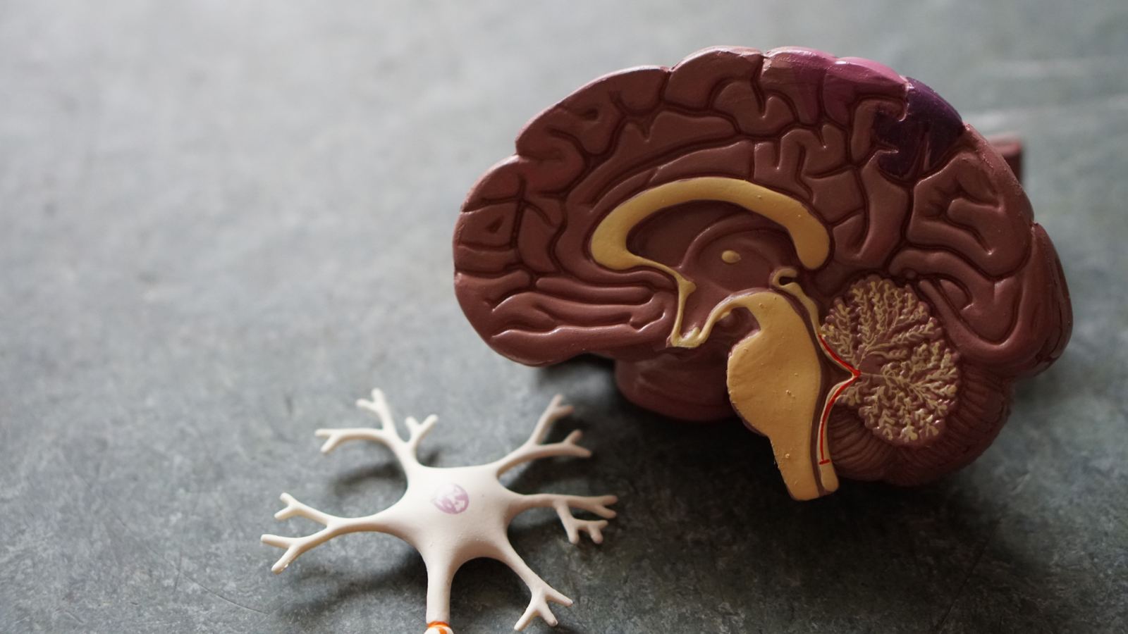 An anatomical model of the brain beside a model of a nerve cell